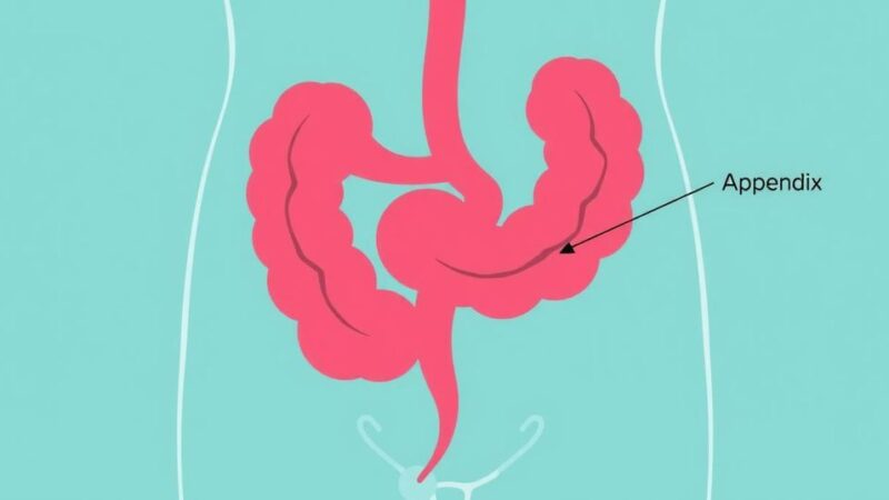 Ilustrasi diagramatis dari organ di abdomen bawah, dengan fokus pada bagian usus buntu berwarna cerah.